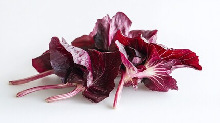 Wall Mural - Close-up of a pile of fresh, dark red radicchio leaves on a white background.