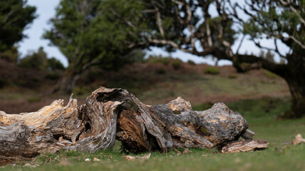 Wall Mural - A close-up of a weathered tree trunk lying on grassy ground, surrounded by a natural landscape with scattered trees in the background. A serene and rustic outdoor scene.