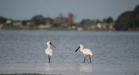 Royal spoonbill