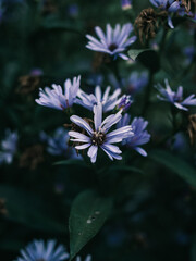 Wall Mural - Spring in the garden