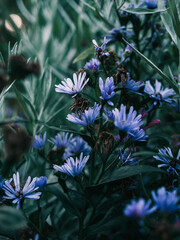 Wall Mural - Spring in the garden