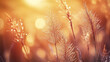 © THUA - Close up of dewy grass blades glowing in warm sunlight, creating serene atmosphere