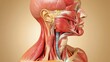 © Koh's Smart - This detailed representation of the neck and throat area highlights the intricate network of muscles, cartilage, and glands that work together to facilitate breathing, swallowing, and speaking