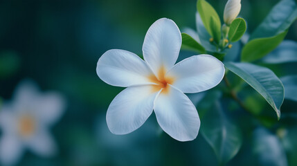 Wall Mural - white frangipani flower