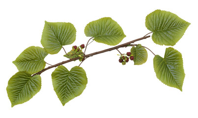 Lime tree branch with leaves and buds.