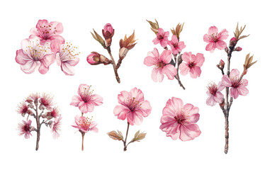 Wall Mural - A collection of delicate pink cherry blossom illustrations 