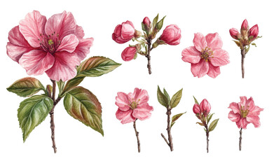 Wall Mural - A collection of pink flowers and buds illustrated 