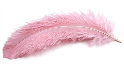 Poster - Soft Pink Feather Isolated on White Background for Creative and Elegant Design Use