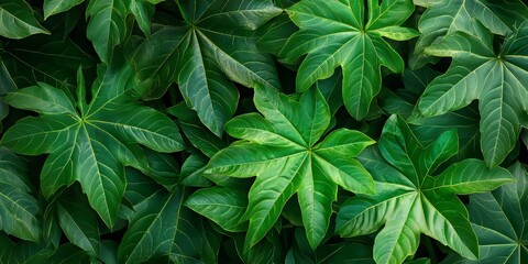 Poster - Top view of vibrant papaya tree leaves showcasing their unique shape and texture, creating a stunning pattern. The lush green papaya tree leaves add beauty to any garden or landscape.
