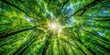 © udomsak - Dense forest canopy with sunlight filtering through the leaves , woodlands, outdoors,  woodlands
