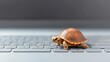 © อาริษา วันดี - A Tiny Turtle Crawling Over a Laptop Keyboard, Surrounded by Soft Gray Background, Symbolizing Technology and Nature Coexisting in Harmony for Creative Projects