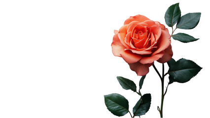 Wall Mural - elegant bloom on a pristine canvas, showcasing simplicity and purity in design, perfect for modern d