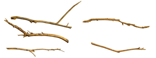 Dry twig with thin branches, isolated on a transparent background. Bare tree branches against a transparent backdrop
