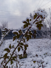 Wall Mural - A snow covered bush in the middle of a snow covered yard