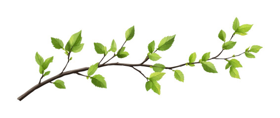 branch with vibrant green leaves, detailed botanical element for natural design, realistic foliage f