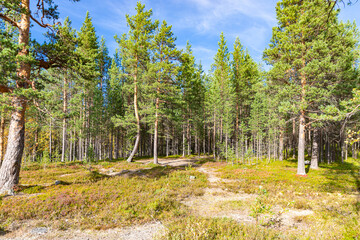 Pine forest near Imandra rail station. Early fall in russian arctic region. Murmansk region, Russia.