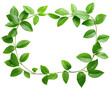 © Molin - green leaves frame, fresh leaves on vine plant, decoration, cutout png