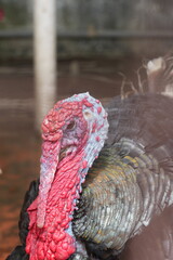 Wall Mural - The Bronze turkey is a breed of domestic turkey that is known for its striking appearance and its historical importance in the development of modern turkey breeds.