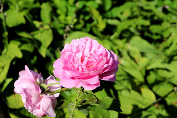 Pink peony roses on a flowerbed in the garden on a sunny day against the background of foliage - horizontal color photo, close-up, top view