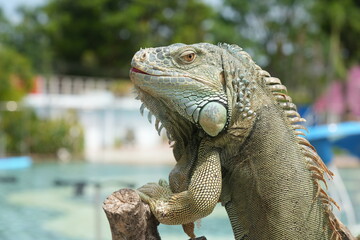 Poster - The iguana is a type of large lizard belonging to the family Iguanidae, which is found primarily in the Americas. They are known for their long tails, spiny crests, and robust, muscular bodies. 