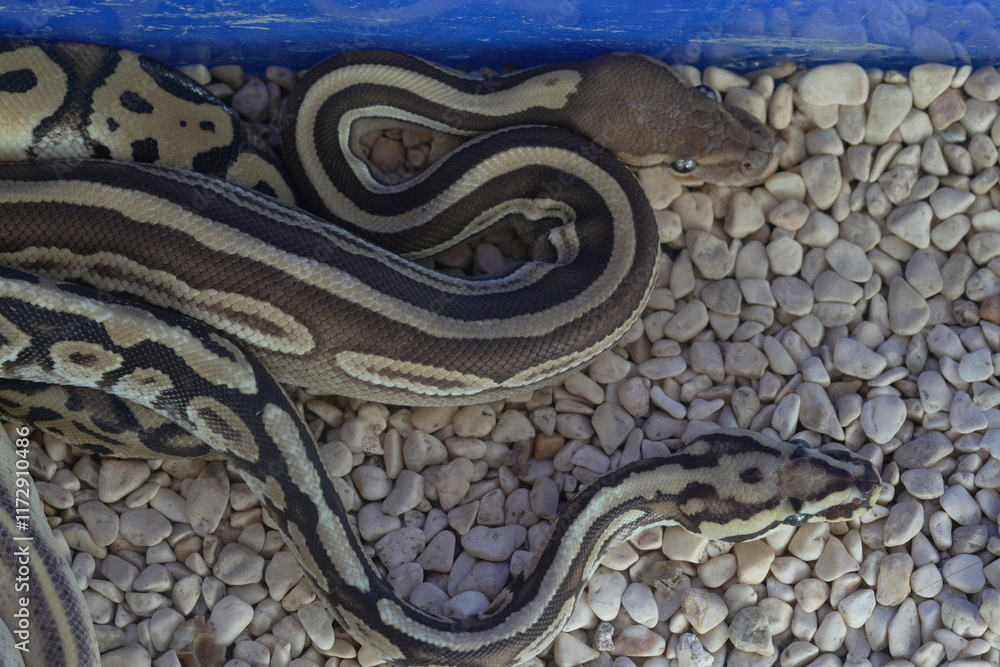 Python regius, commonly known as the ball python or royal python, is a ...