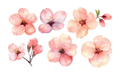 Wall Mural - A collection of watercolor illustrations of pink flowers