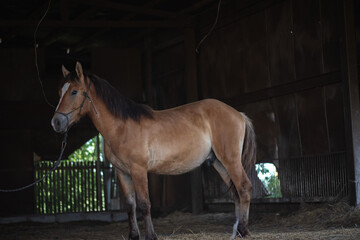 Wall Mural - Beautiful purebred horses on a horse farm in summer.