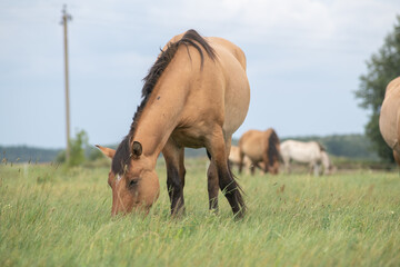 Wall Mural - Beautiful purebred horses on a horse farm in summer.