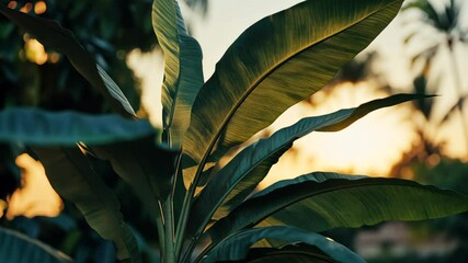 Wall Mural - Tropical leaves illuminated by soft sunset light in a serene outdoor setting