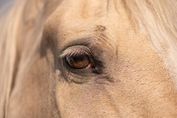 Wall Mural - Beautiful purebred horses on a horse farm in summer.