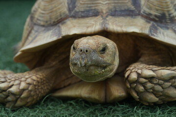 Poster - The African Spurred Tortoise (Centrochelys sulcata), also known as the Sulcata Tortoise, is one of the largest tortoise species in the world. 