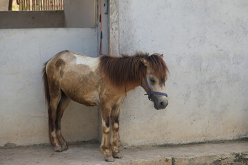 Poster - The domestic pony is a small, sturdy, and versatile equine that has been bred for various tasks such as riding, driving, and farm work. Ponies are distinct from horses, not just in size but also in bu