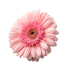 pink gerber flower isolated on white