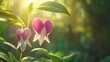 © leymart - Two bleeding heart flowers backlit by sunlight in a garden.