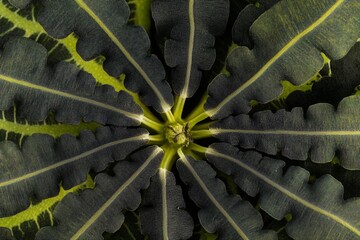 Poster - Close-up view of a unique plant with dark green, textured leaves radiating from a central point, creating a symmetrical pattern.
