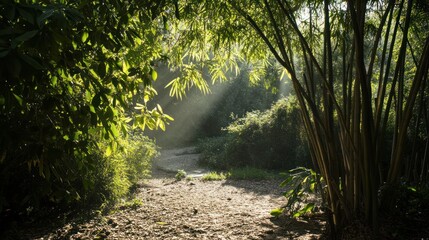 Wall Mural - Sunlit Bamboo Forest Path: A Serene Morning Escape