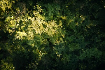 Poster - Lush green ferns illuminated by sunlight in a forest.