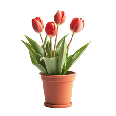 Wall Mural - Vibrant tulips in a pot isolated on white background and transparent background  for indoor house garden flowering vine display cozy plant nook home gardening concept