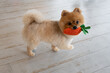 © chachamp - Portrait dog Pomeranian Dog  stay home casual relax with toy