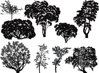 Wall Mural - different trees nine silhouettes isolated on white