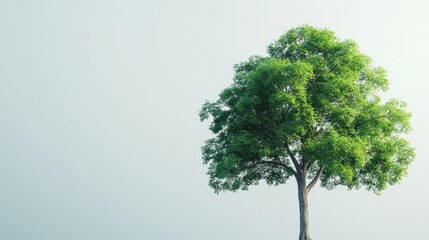 Wall Mural - a tree stands alone in a field of white