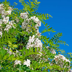 Wall Mural - Blühende Robinie, Robinia pseudoacacia, im Frühling