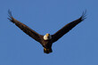 © Hayley Rutger - Bald eagle (Haliaeetus leucocephalus) flying in a clear blue sky over Florida's Myakka River State Park