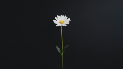 Wall Mural - Single white daisy flower against black background.