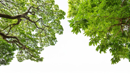 green tree leaves and branches remoted on white history