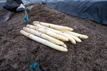 Sticker - New harvest of white asparagus in Netherlands, farm field in Brabant, rows covered with black plastic, bunch of organic asparagus vegetables