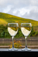 Glasses of white dry riesling wine made on Moselle river valley in Germany or Luxembourg, view on terraced vineyards