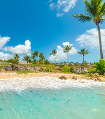 Wall Mural - Turquoise water and palm trees in a tropical beach