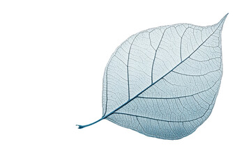Poster - Close-up view of a green leaf highlighting intricate vein patterns on a transparent background, showcasing natural beauty and details
