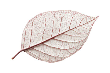 Poster - Delicate transparent leaf showcasing intricate vein patterns on a white background, ideal for nature-inspired design and artwork